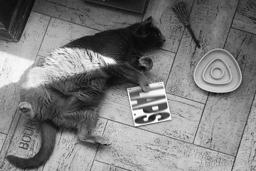 Free Up Trio - cat omki foto